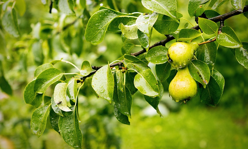 Image 9: Conjunto de husillos de árboles frutales 