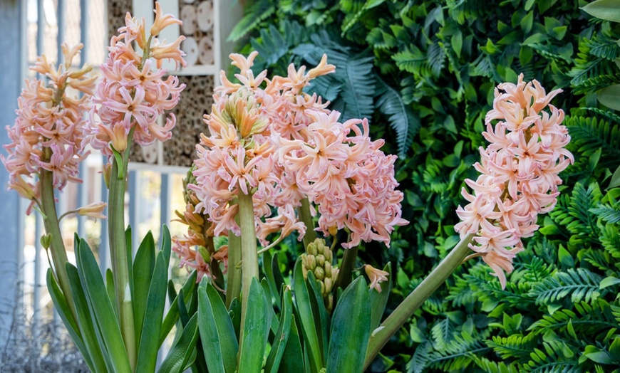 Image 4: Pack de bulbos de jacintos a elegir para jardín