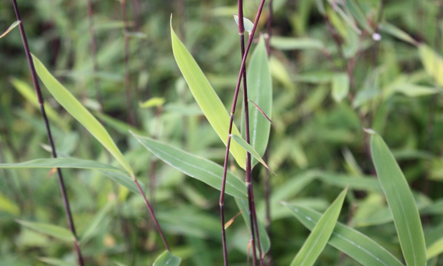 Image 3: Plante de Fargesia 