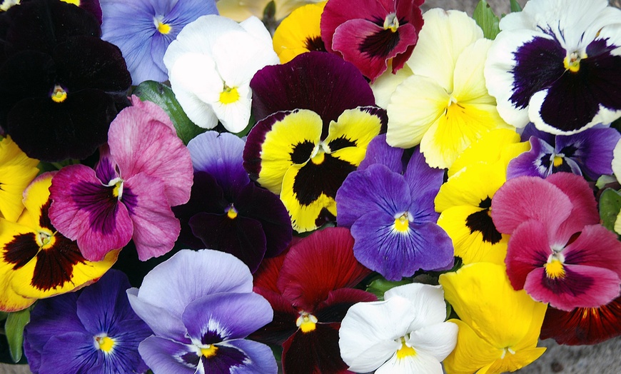 Image 6: 24, 48 or 72 Pansy Universal Super Mix Plants