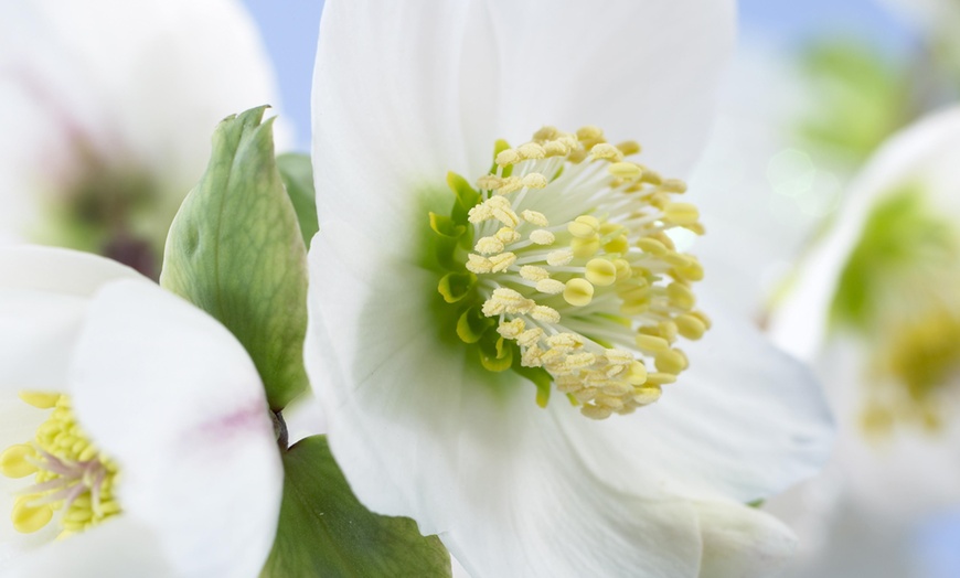 Image 1: Helleborus Niger Plant