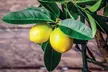 Citrus Collection - Lemon, Lime and Orange Plants Potted Plants - Image 3
