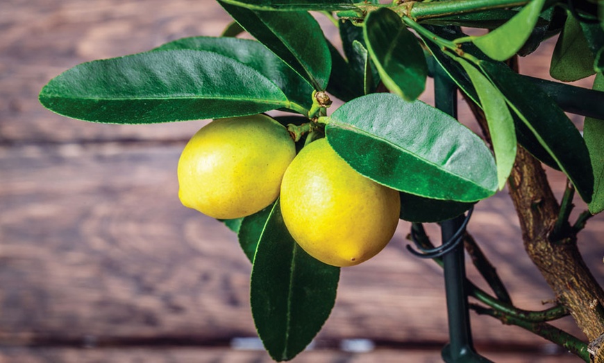 Image 3: Citrus Collection - Lemon, Lime and Orange Plants Potted Plants