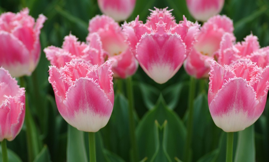 Image 4: Tulip Pink Fountain - Up to 64 Bulbs