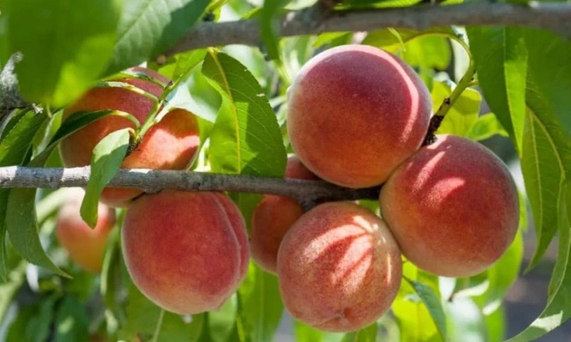 Fruit Picking, Corn Maze, Hay Ride & More at Miss Angels Farm