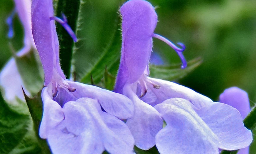 Image 2: Salvia Collection