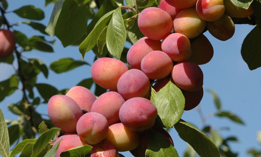 Image 1: Pair of Plum Victoria Trees