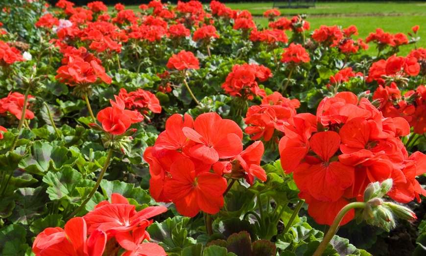 Image 9: Geranium 'Best Red' F1 Hybrid