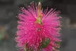 Bottlebrush (Callistemon viminalis) 'Hot Pink' Choose One or Two Plants - Second Medium