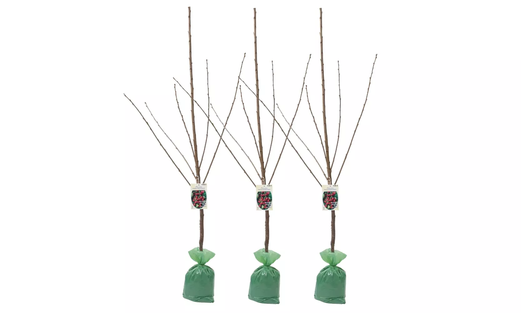 3x oder 5x Set Obstbäume