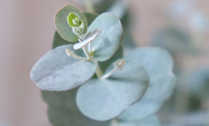 Image 3: Eucalyptus Gunnii 'Azura' 9cm Pot - One or Two Plants