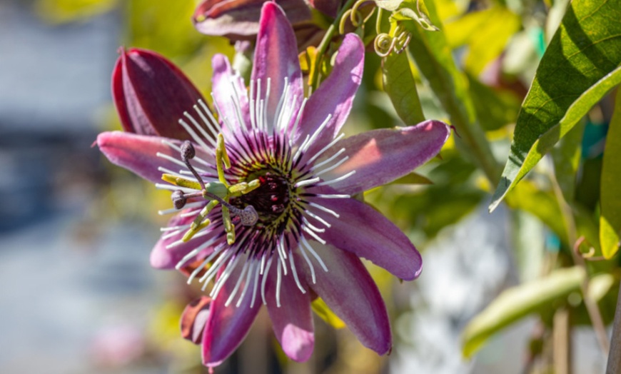 Image 1: One, Three or Five Passiflora victoria 9cm potted Plants