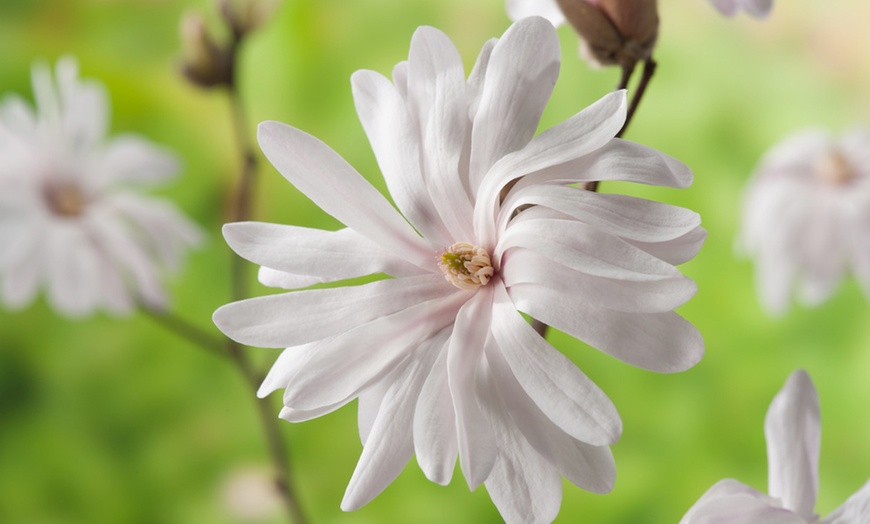 Image 6: 3er-Set Stern-Magnolien, Tulpen-Magnolie oder Magnolie „Susan