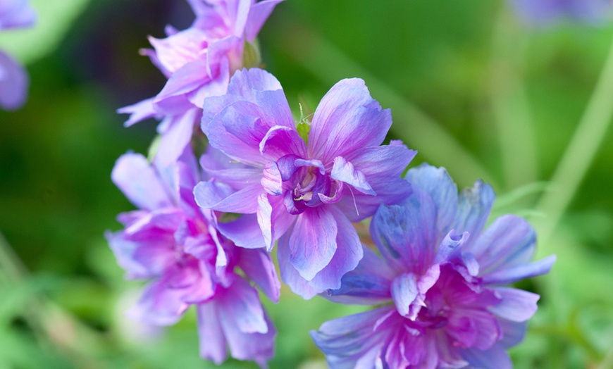 Image 5: One or Three Bare roots Geranium Double Plenum Caeruleum Plant