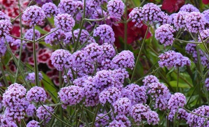 Verbena Buenos Aires Plug Plants