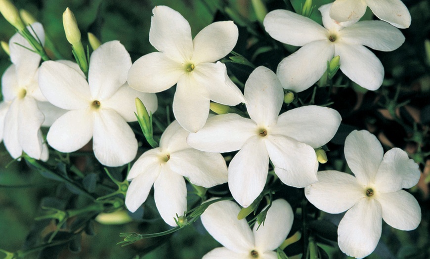 Image 3: Climbing Jasmine and Tower Pot