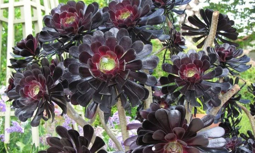 Image 2: Three Aeonium Zwartkop Plants