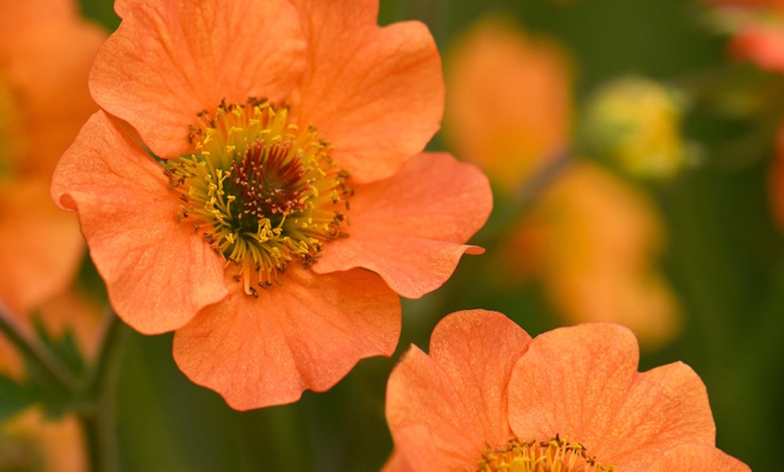 Image 5: Up to Three Geum 'Totally Tangerine' Potted Plants in 9cm Pot