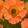 Image 5: Up to Three Geum 'Totally Tangerine' Potted Plants in 9cm Pot
