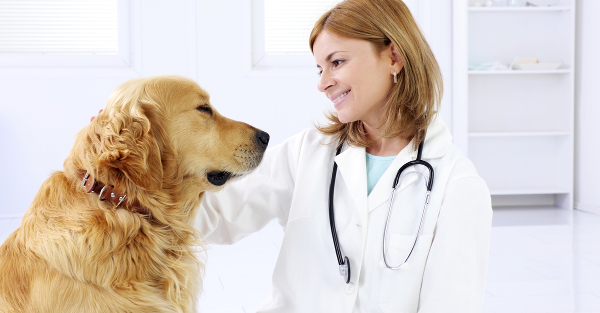 Revisión y vacunación anual para perros y gatos en Madrid