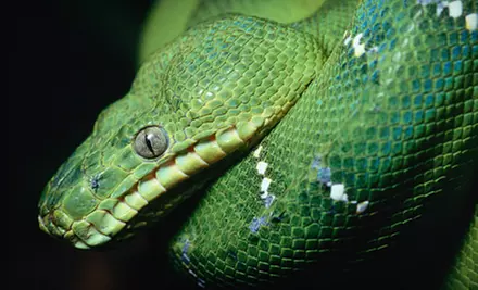 Reptile and Exotic-Pet Show for Two Adults and Two Children at Repticon on October 5 or 6 (Up to $30 Value) - Primary Image