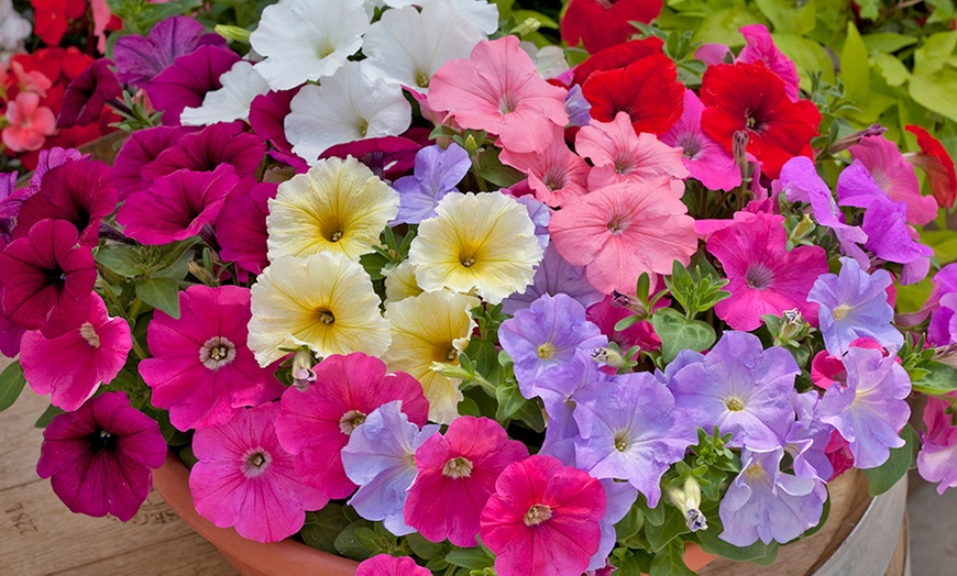 Image 2: Ready Spring Bedding Plants