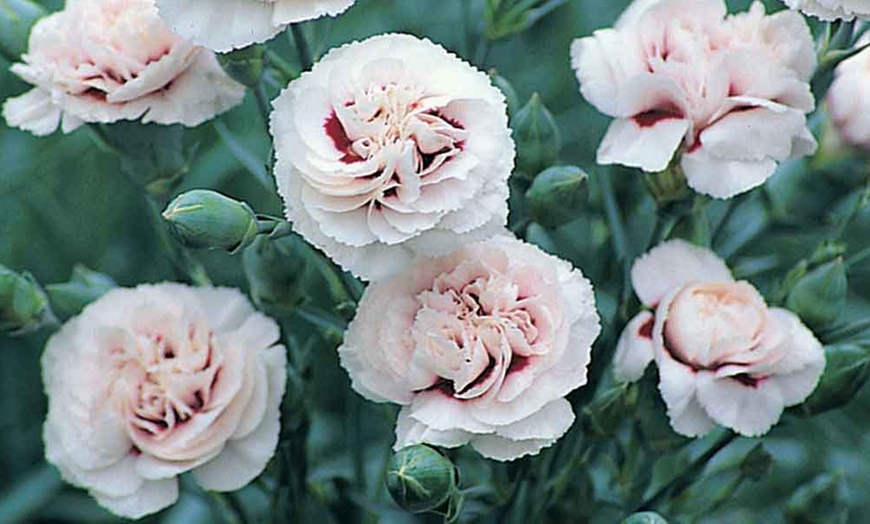 Image 3: Dianthus Cottage Garden Collection