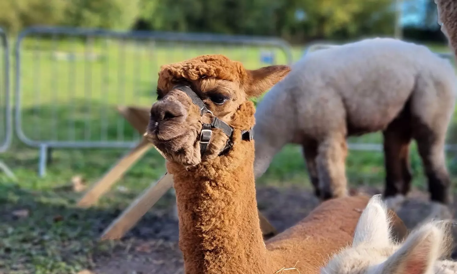 Charm in Every Step with Cute Alpacas: Walking Tour for Up to 4 People