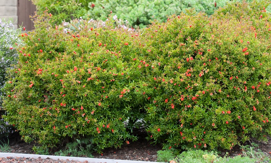 Image 7: Fruitbomen voor in de tuin van Rootz