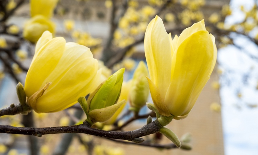 Image 1: Magnolia Yellow Bird - 1, 2 or 3 Potted Plants in 1 Litre pots