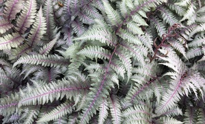 Japanese Painted Fern 'Silver Falls' - 3 or 5 Potted Plants 