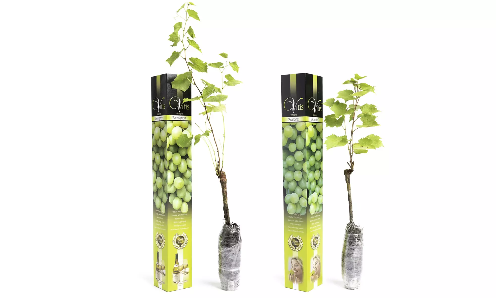 2x oder 4x Set-Traubenpflanzen „Vitis Vinifera“