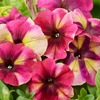 Image 10: Pack of 15 Garden Ready Mixed Variety Petunia Plants
