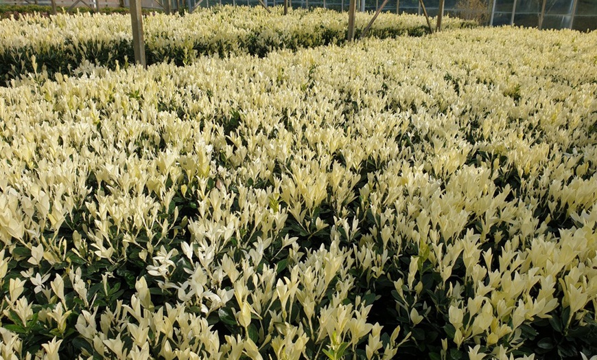 Image 4: Euonymus Himalaya in a Two-Litre Pot