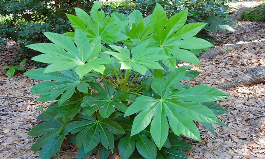 Image 1: Japanese Aralia Plants