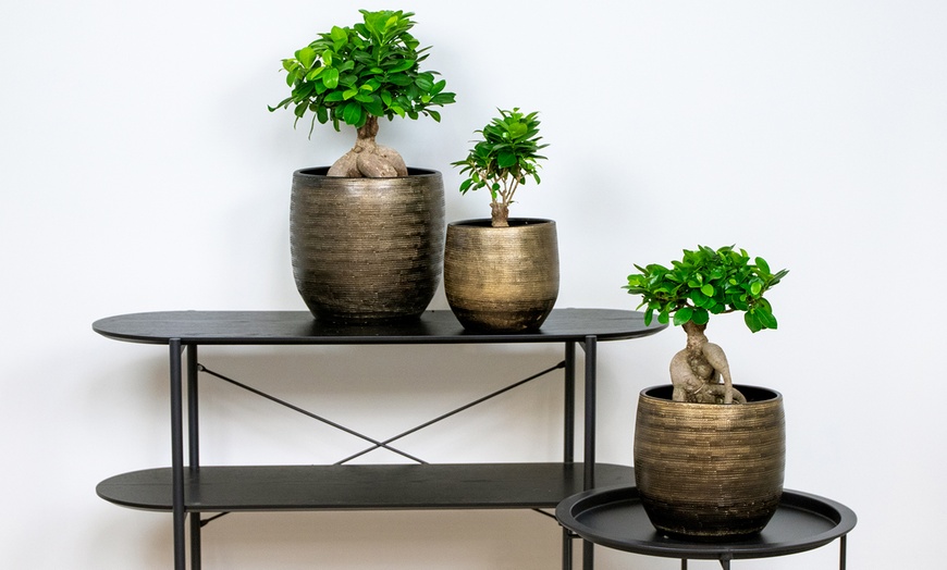 Set Van Bonsai Ficus Ginseng Bomen Groupon