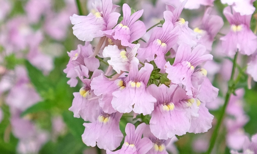 Image 4: Super-Scented Hardy Nemesia Confetti - 5 or 10 Plants
