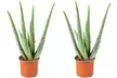 2er-Set Aloe Vera Pflanzen (Barbadensis) - Second Medium