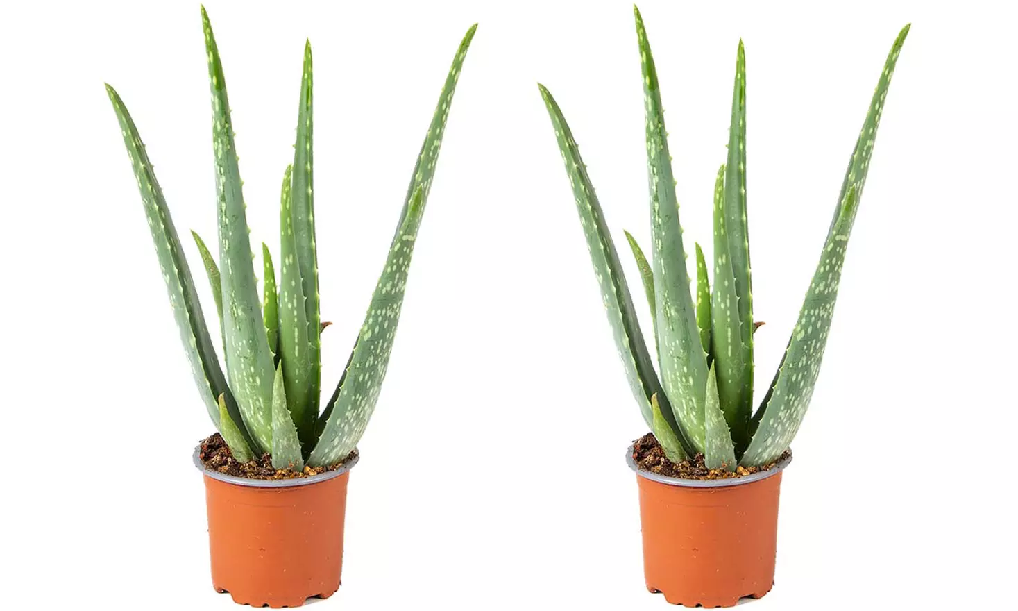 2er-Set Aloe Vera Pflanzen (Barbadensis)