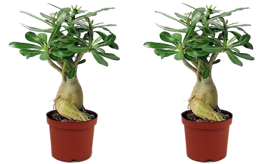 Image 4: Plante Adenium, rose du désert