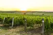 Up to 62% Off on Virtual Wine Tasting at Elloquium - Second Medium