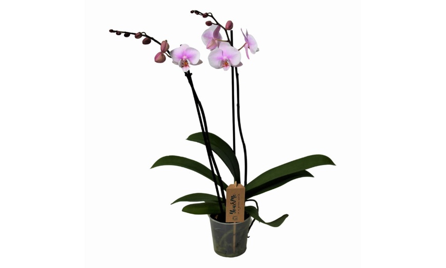 Image 7: Phalaenopsis plant (vlinderorchidee)