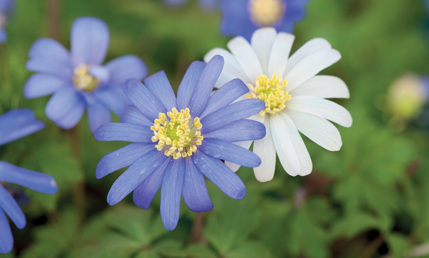 Image 5: Mixed Flowering Bulbs – Anemone Blanda, Nerines & Dutch Iris