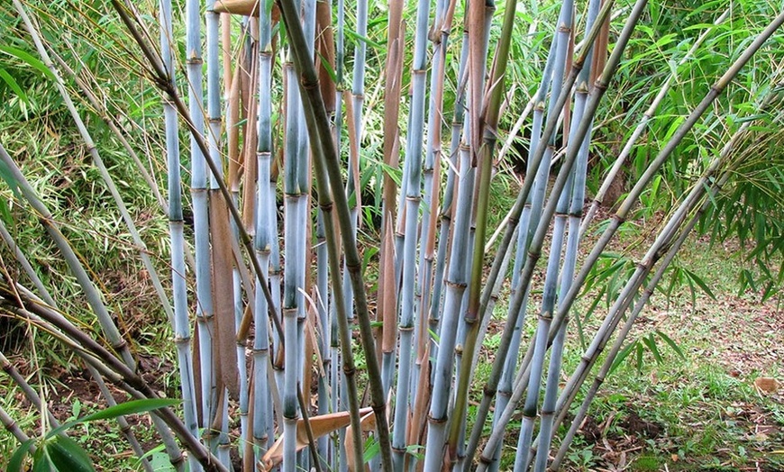 Image 1: Clumping Blue Bamboo