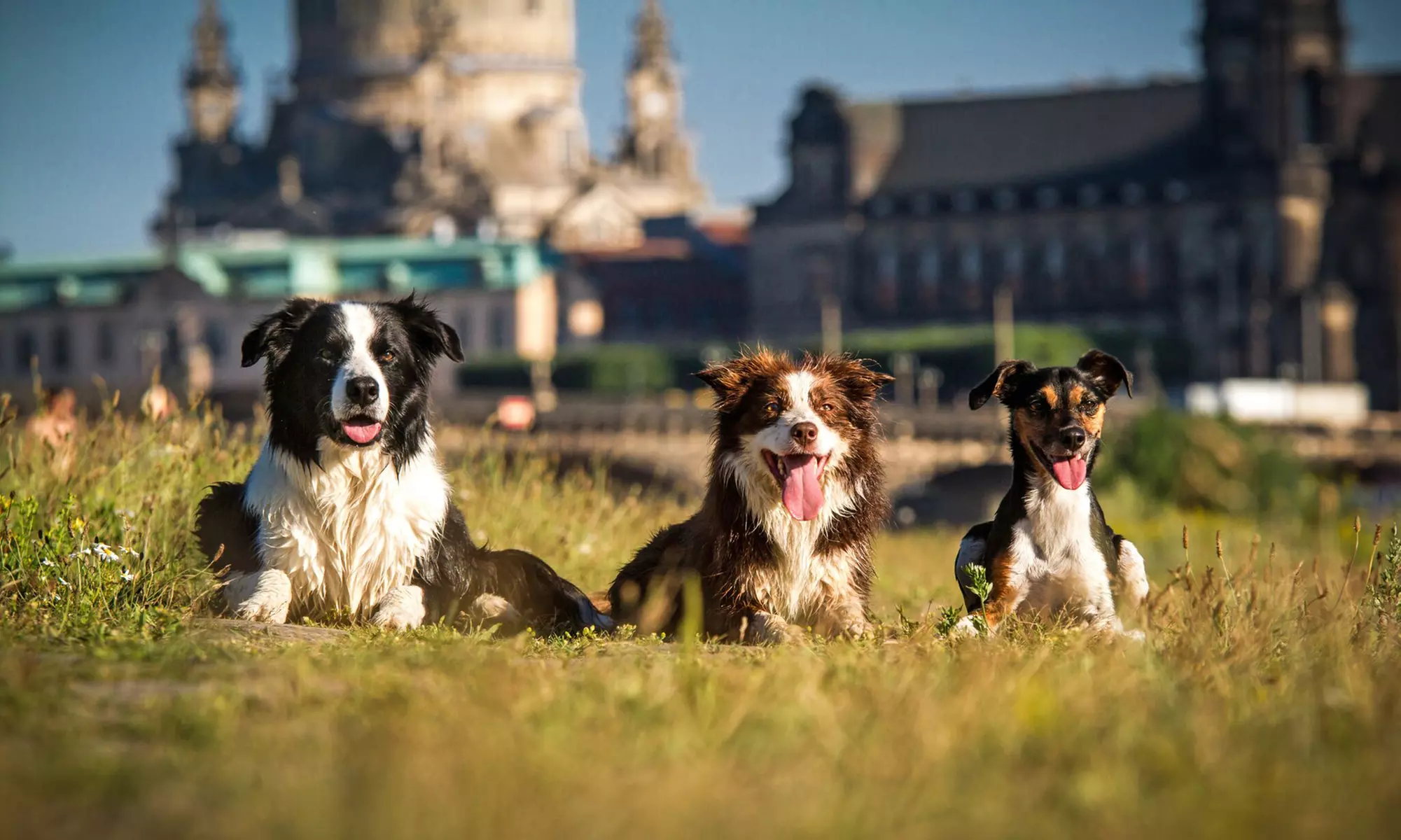 Haustier-Fotoshooting