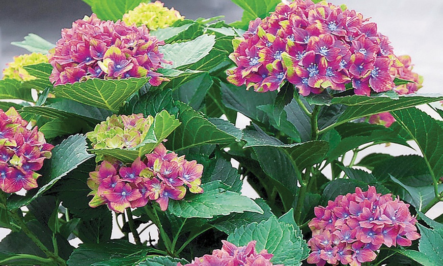 Image 3: Up to Four Hydrangea Macrophylla 'Glam Rock' Hardy Shrubs in 9cm Pots