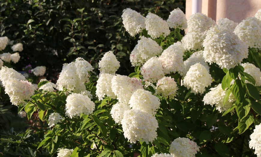 Image 2: Lot de 3 ou 6 plants hortensia Kyushu