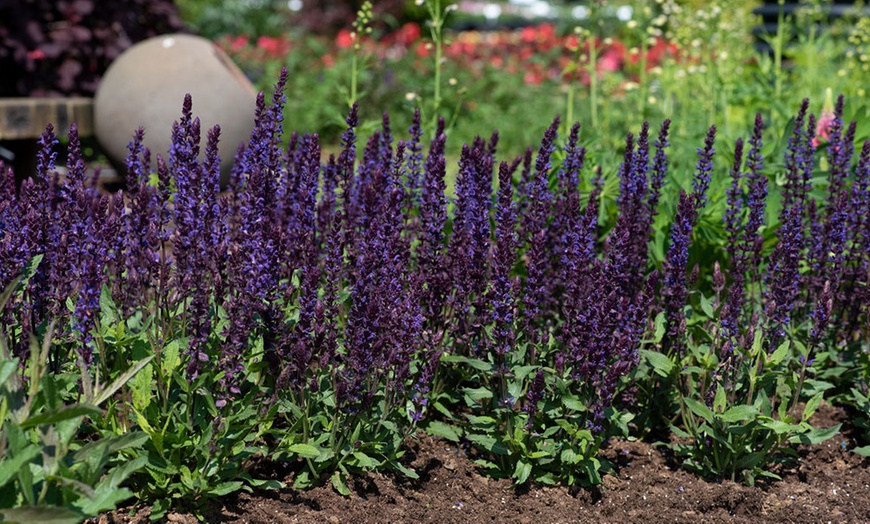 Image 6: 15 or 30 Salvia Nemorosa Salvatore Deep Blue Perennials