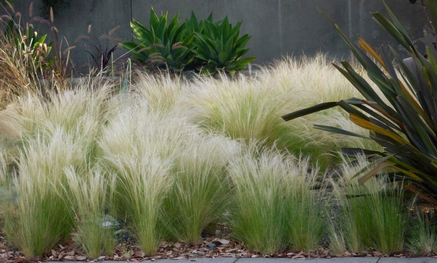 Image 1: 4x oder 8x Federgras (Stipa tenuissima)