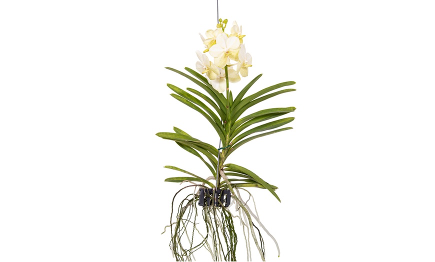 Image 12: Rootz Orchidee